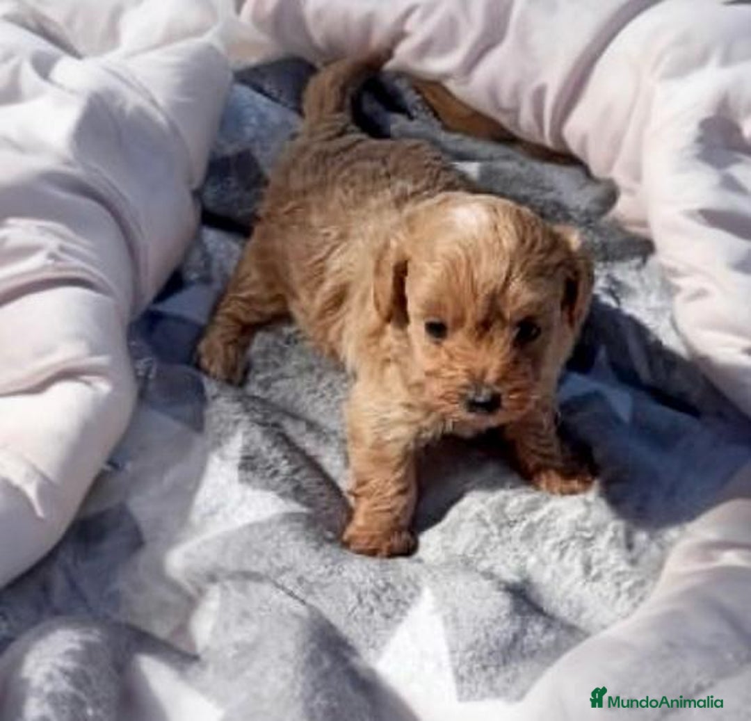 Caniche Toy perros en venta: Caniche toy Hembra y macho  - Anuncio 2