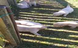 Golden Retriever perros en venta: Golden retriever - Imagen 6