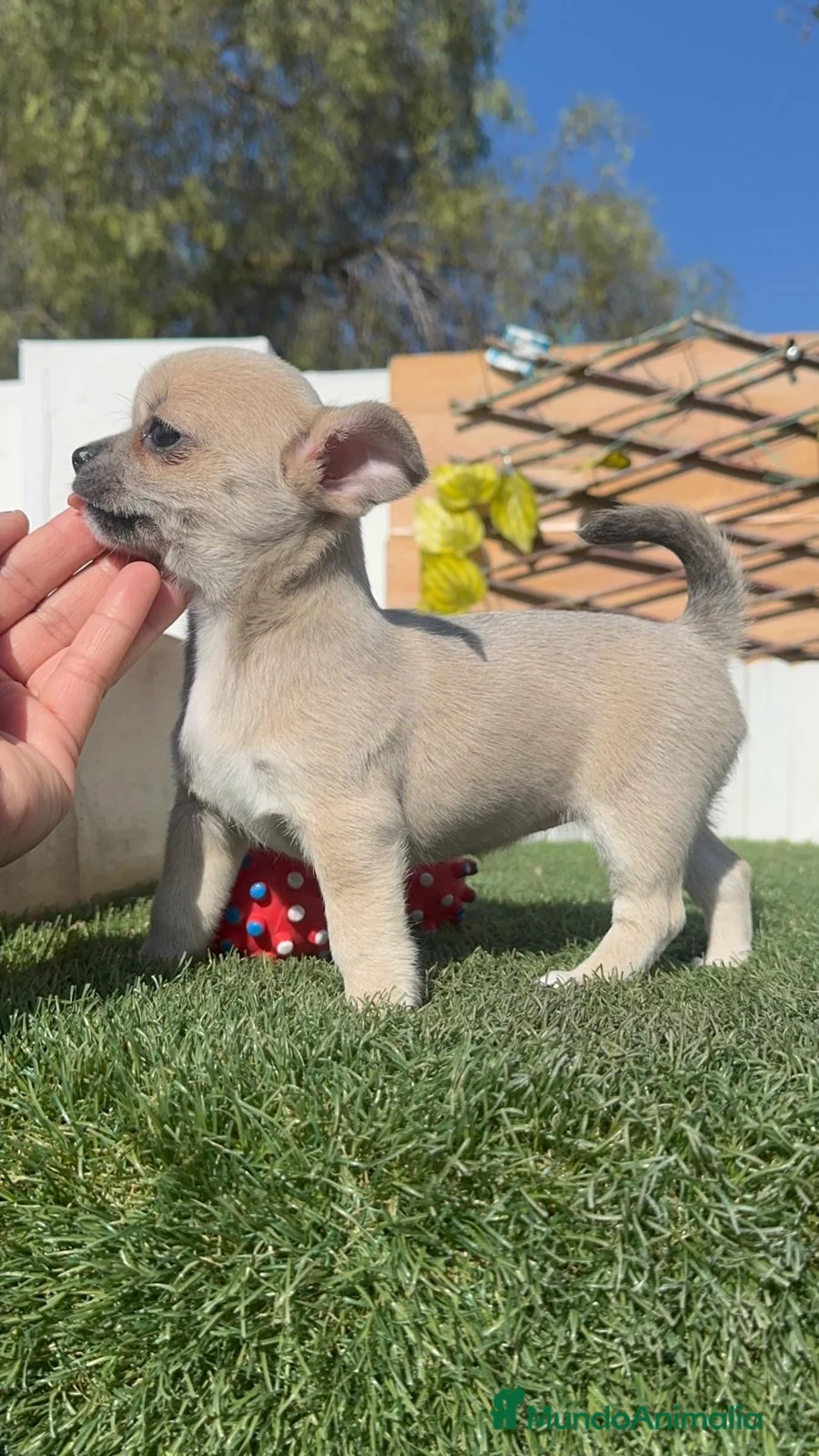 Chihuahua perros en venta: CHIHUAHUA HEMBRA - Anuncio 1