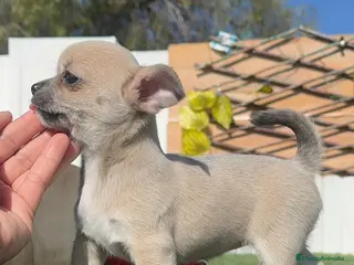 Chihuahua perros CHIHUAHUA HEMBRA - Anuncio 1