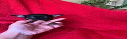 Chihuahua perros en venta: Chihuahuas - Anuncio 7