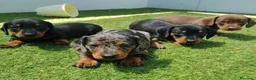 Teckel perros en venta: Teckel - Anuncio 1