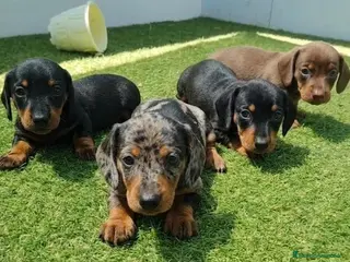 Teckel perros Teckel - Anuncio 2