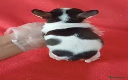 Chihuahua perros en venta: Chihuahua Mini  - Imagen 3