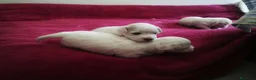 Bichón Maltés perros en venta: Bichón Maltés  - Anuncio 8