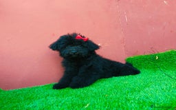 Caniche Toy perros en venta: Caniche toy precio real  - Imagen 4