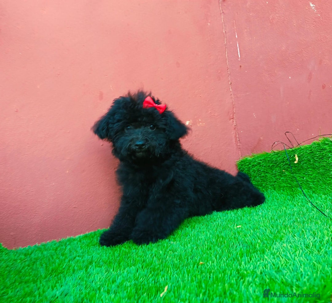 Caniche Toy perros en venta: Caniche toy precio real  - Imagen 4