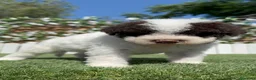Perro de Agua Español perros en venta: PERRO DE AGUA ESPAÑOL - Anuncio 5