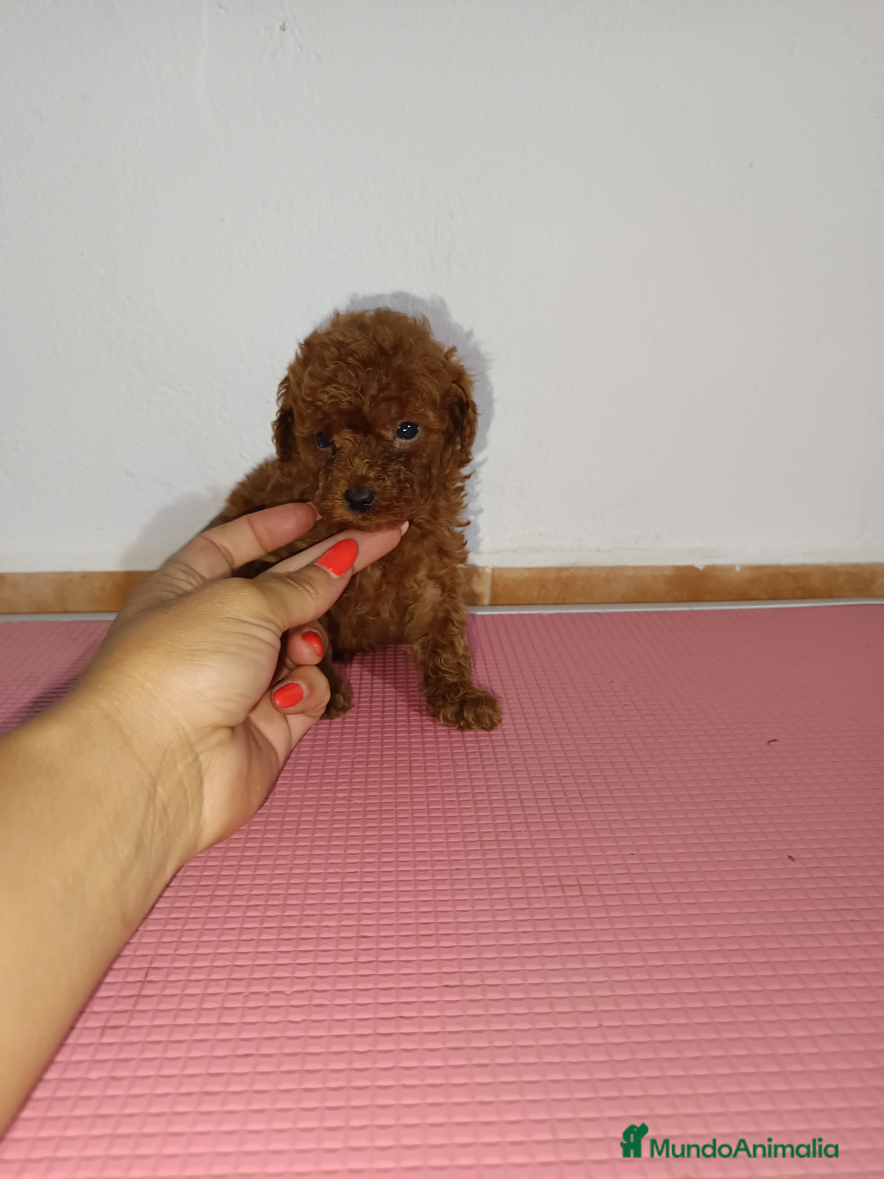 Caniche Toy perros Caniche toy - Anuncio 2