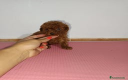 Caniche Toy perros en venta: Caniche toy - Imagen 2