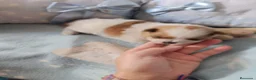 Pomerania perros en venta: Pomerania ositas hembras  - Anuncio 4
