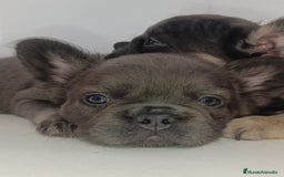Bulldog Francés perros en venta: Fluffy lilac y Big rope fluffy  - Imagen 3