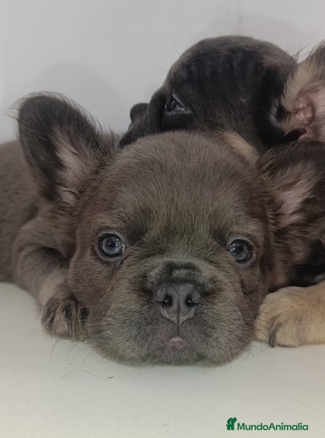 Bulldog Francés perros en venta: Fluffy lilac y Big rope fluffy  - Imagen 3