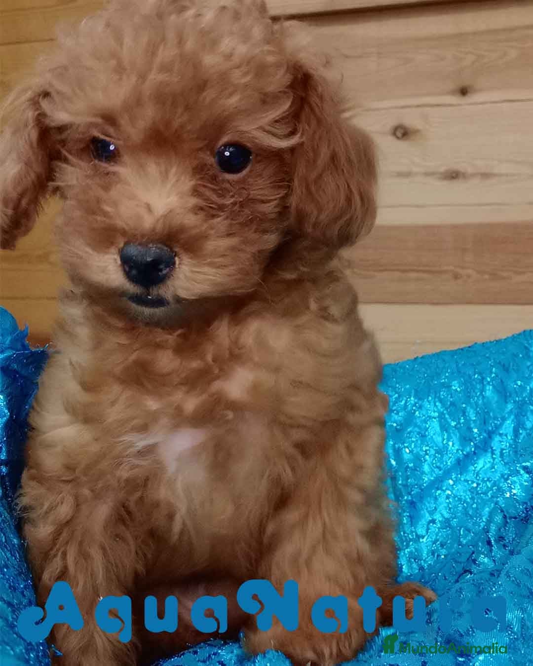 Caniche Toy perros Caniche Hembra de Bella y Can 6077 AQUANATURA en Barcelona - Anuncio 2