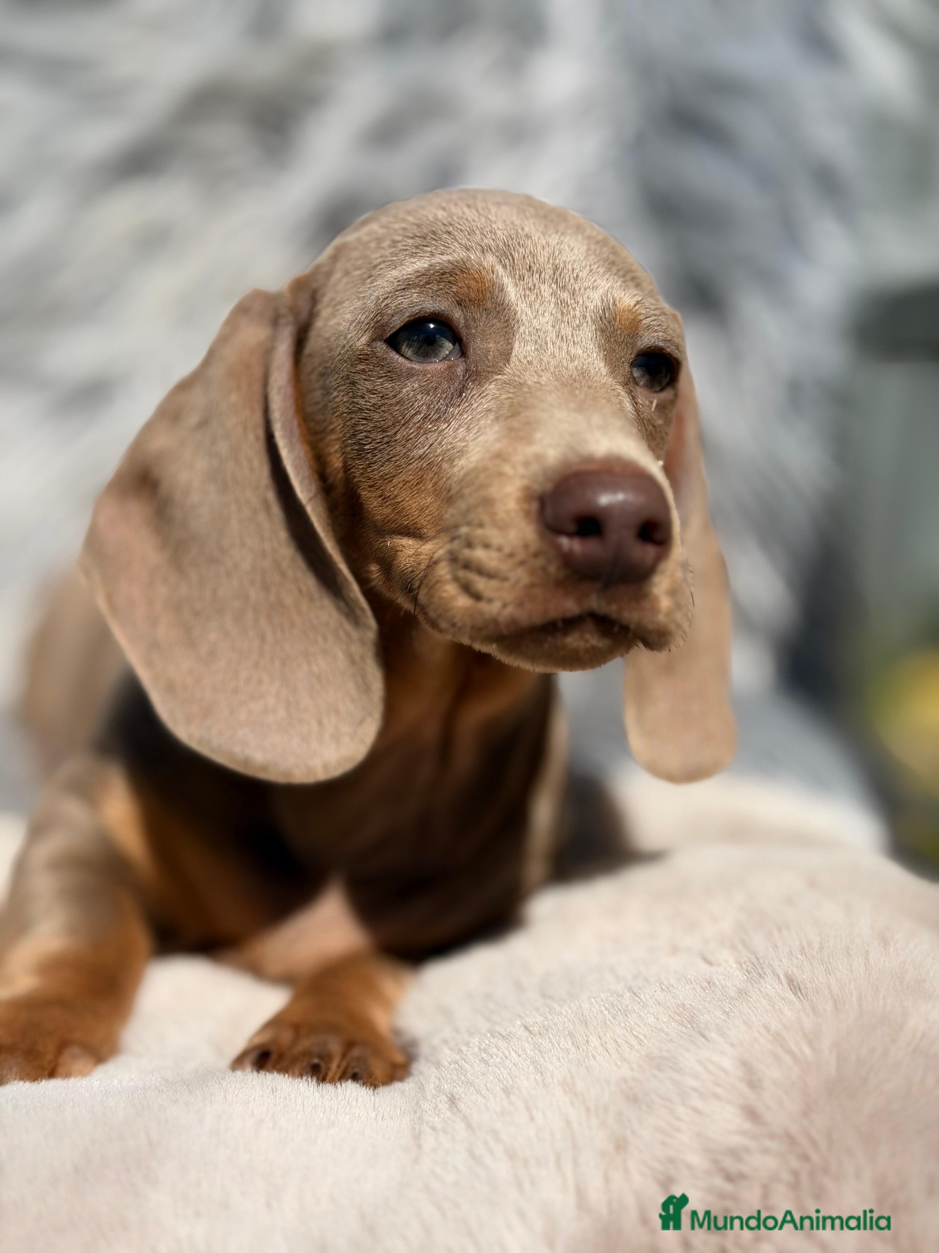 Teckel Miniatura perros Teckel Isabella mini - Anuncio 2