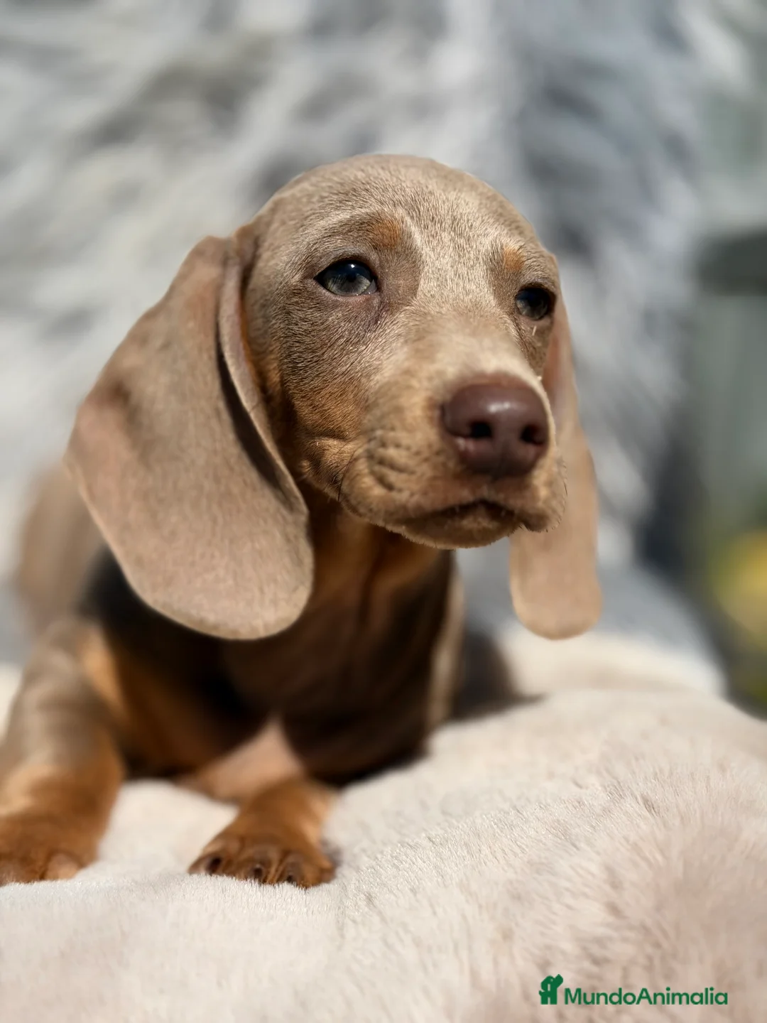 Teckel Miniatura perros en venta: Teckel Isabella mini - Anuncio 1