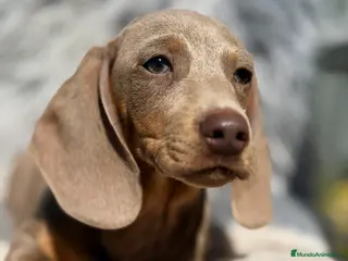 Teckel Miniatura perros Teckel Isabella mini - Anuncio 2