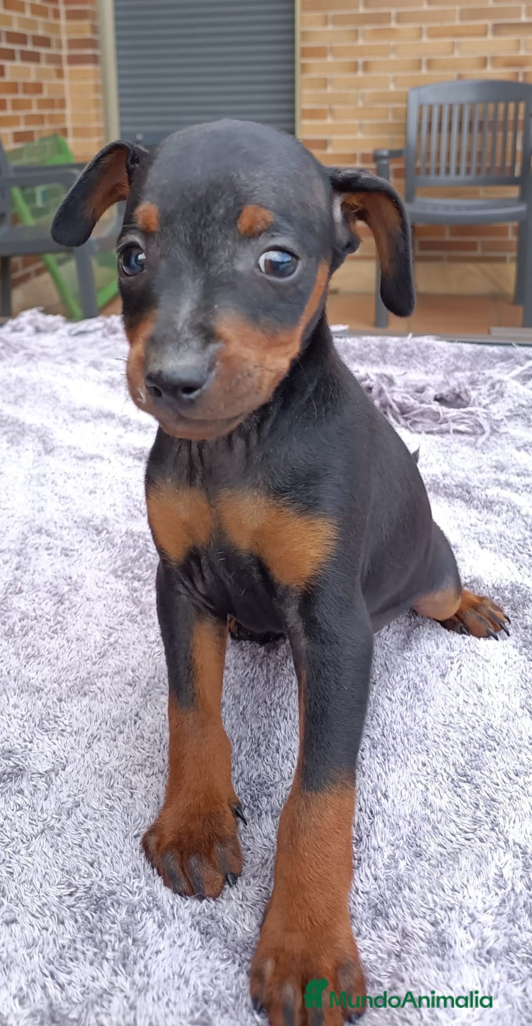 Pinscher Miniatura perros en venta: Pinscher Miniatura  - Imagen 15