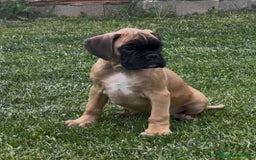 Boxer perros en venta: Preciosa camada de boxer  en Salamanca - Imagen 5