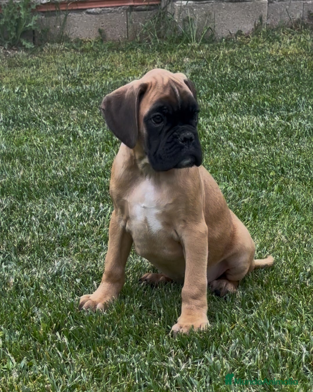 Boxer perros en venta: Preciosa camada de boxer  en Salamanca - Imagen 5