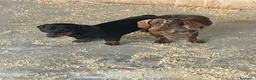Teckel perros en venta: Cachorros Teckel  - Anuncio 11