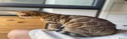 Bengalí gatos en venta: Gata Bengalí – Alta Genética y Crianza Premium - Anuncio 9