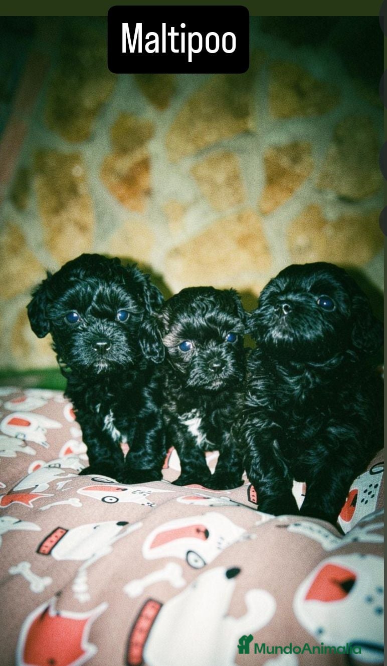 Maltipoo perros Maltipoo mini negro  - Anuncio 1