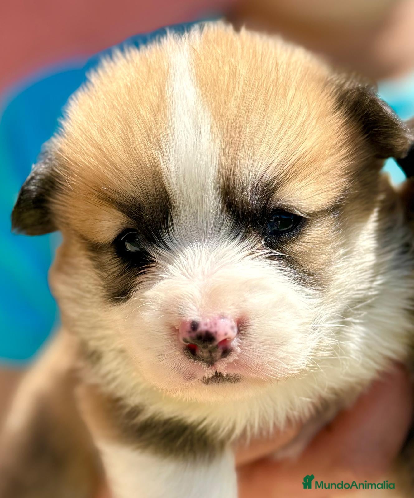 Welsh Corgi Pembroke perros Corgi Pembroke Valencia Madrid Barcelona pedigree - Anuncio 1