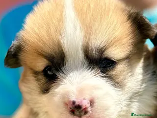 Welsh Corgi Pembroke perros en venta: Corgi Pembroke Valencia Madrid Barcelona pedigree - Anuncio 1