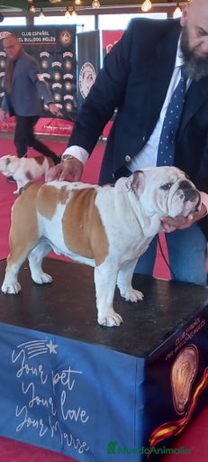 Imagen de galería {{count}}