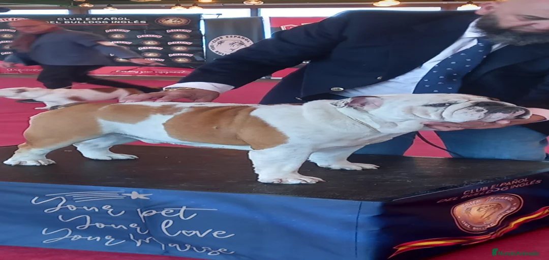 Imagen de galería {{count}}