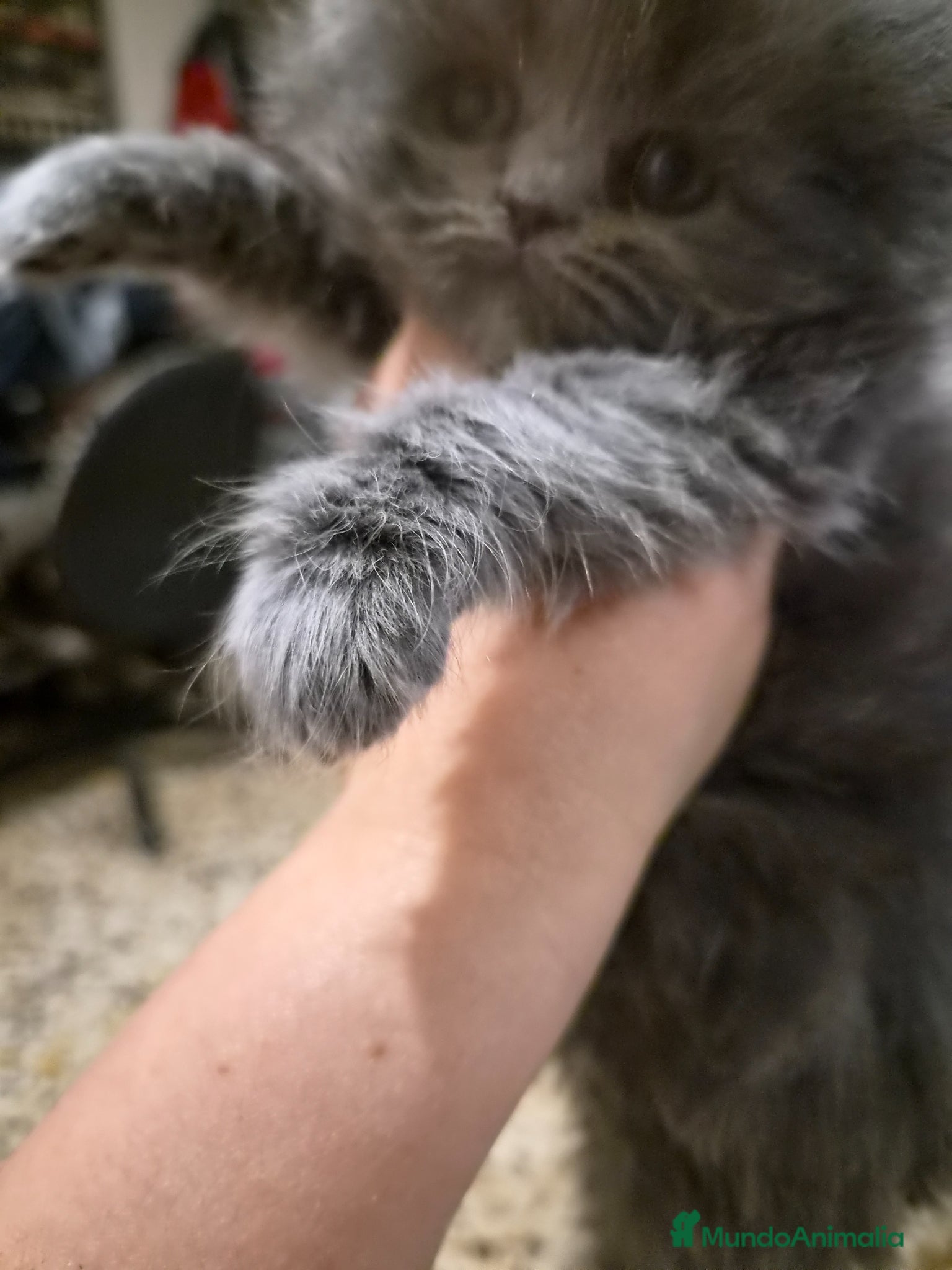 Persa gatos en venta: Gatos persas  - Anuncio 6