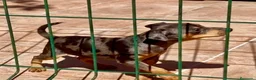 Pinscher Miniatura perros en venta: Caraby Harlequin Pinscher Benidorm  - Anuncio 3
