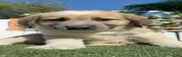 Mastín Español perros en venta: MASTIN ESPAÑOL - Anuncio 20