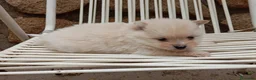Pomerania perros en venta: Lulú Pomerania  crema  - Anuncio 3