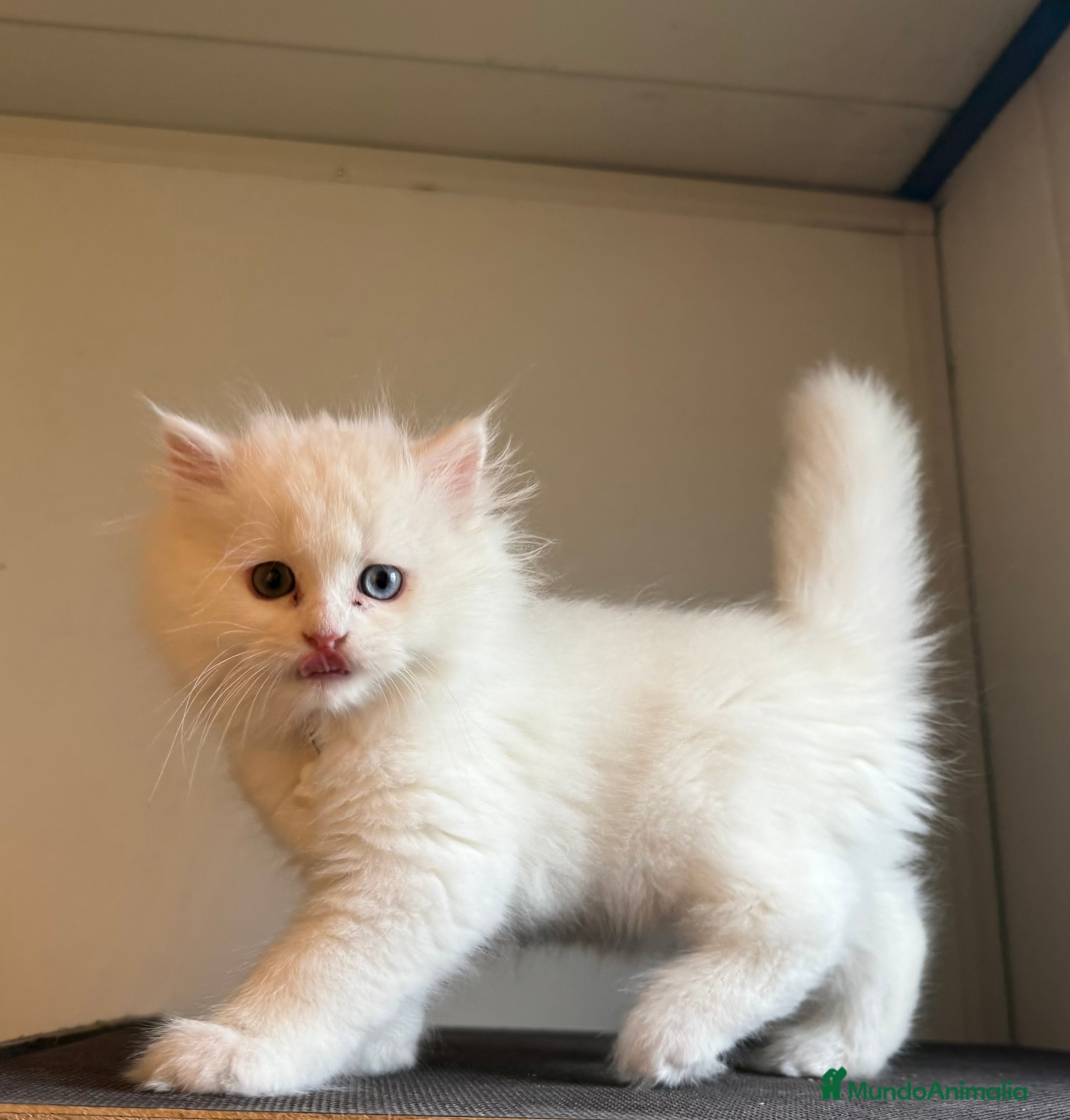 Persa gatos Persa europeo  - Anuncio 1