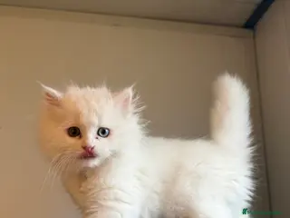 Persa gatos Persa europeo - Anuncio 1