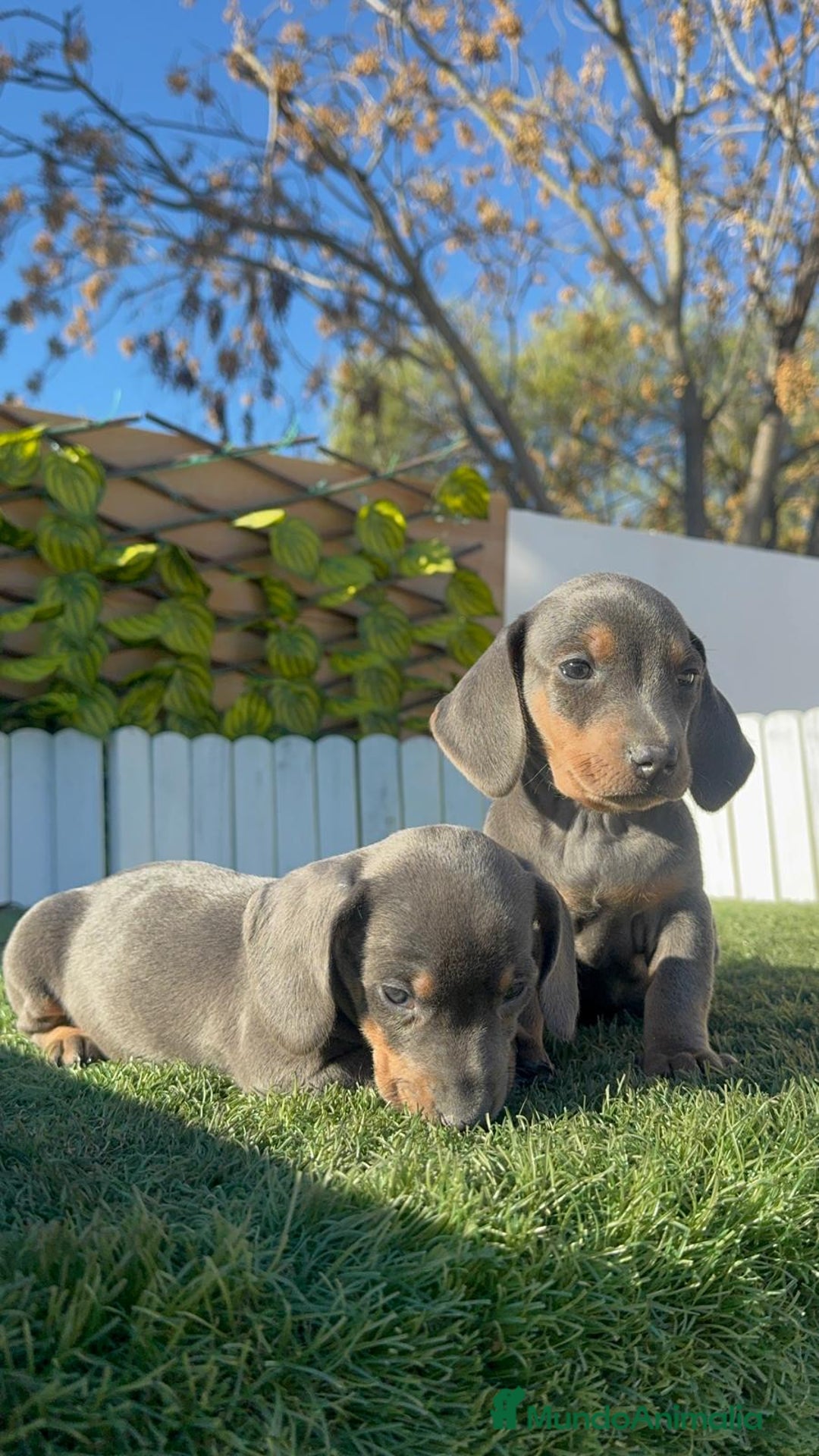 Teckel Miniatura perros en venta: TECKEL MINIATURA BLUE AND TAN - Anuncio 19