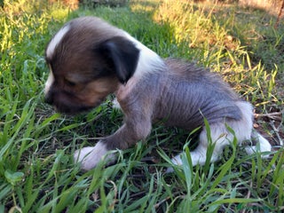 Otras razas perros Crestados Chinos sin Pelo - Anuncio 6