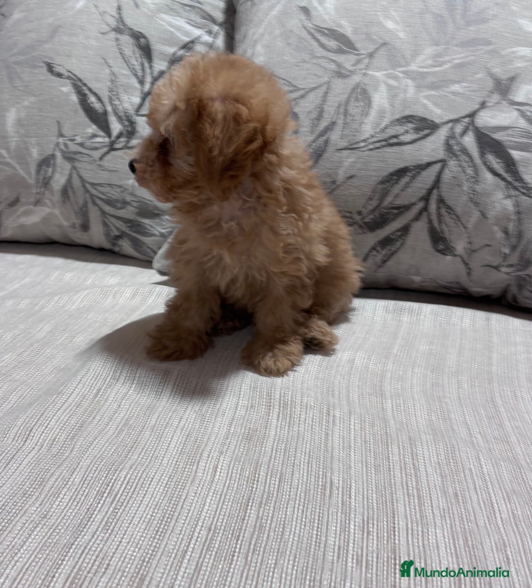 Caniche Toy perros en venta: Excelente ejemplar caniche toy - Imagen 3