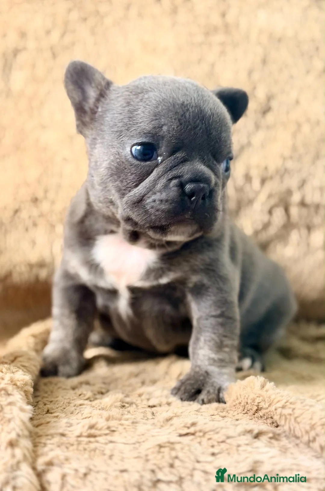 Bulldog Francés perros en venta: Bulldog frances blue hembra - Anuncio 2