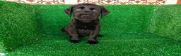 Labrador Retriever perros en venta: labrador retriever - Anuncio 10