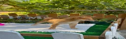 Shiba Inu perros en venta: Shiba Inu espectaculares Hembras Preciosos  - Anuncio 4