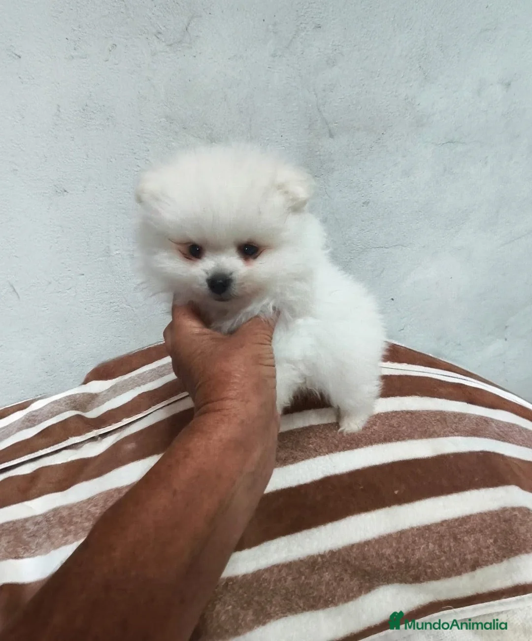 Pomerania perros en venta: POMERANIA MACHITO SUPER TOY - Anuncio 2