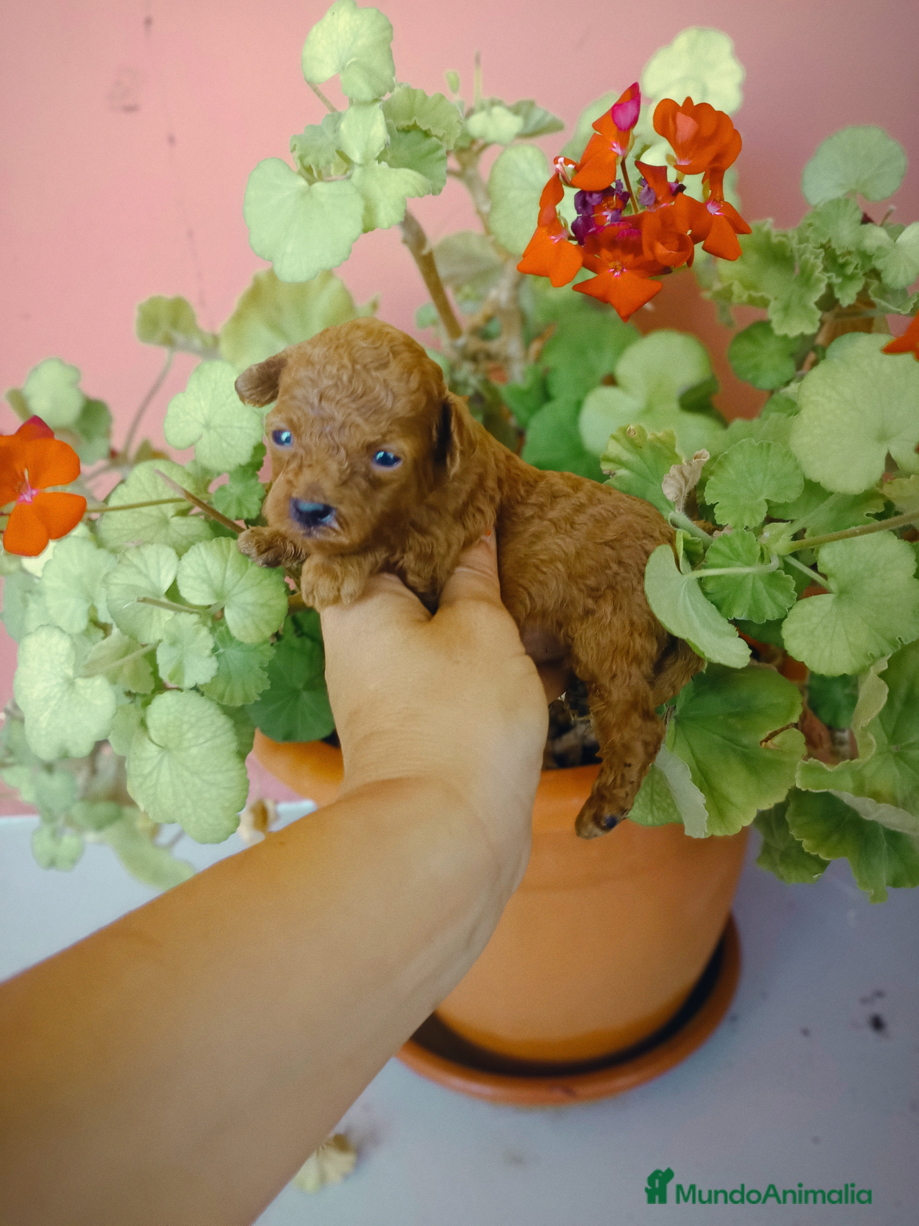 Caniche Toy perros Caniche toy - Anuncio 2