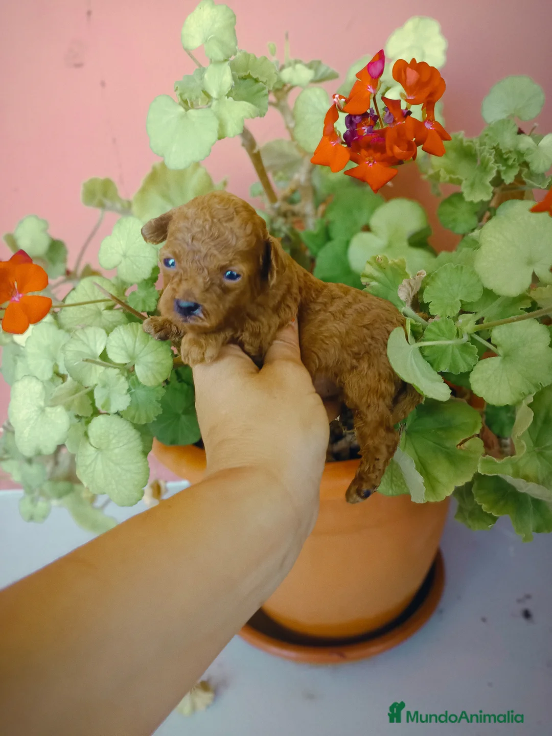 Caniche Toy perros en venta: Caniche toy - Anuncio 2