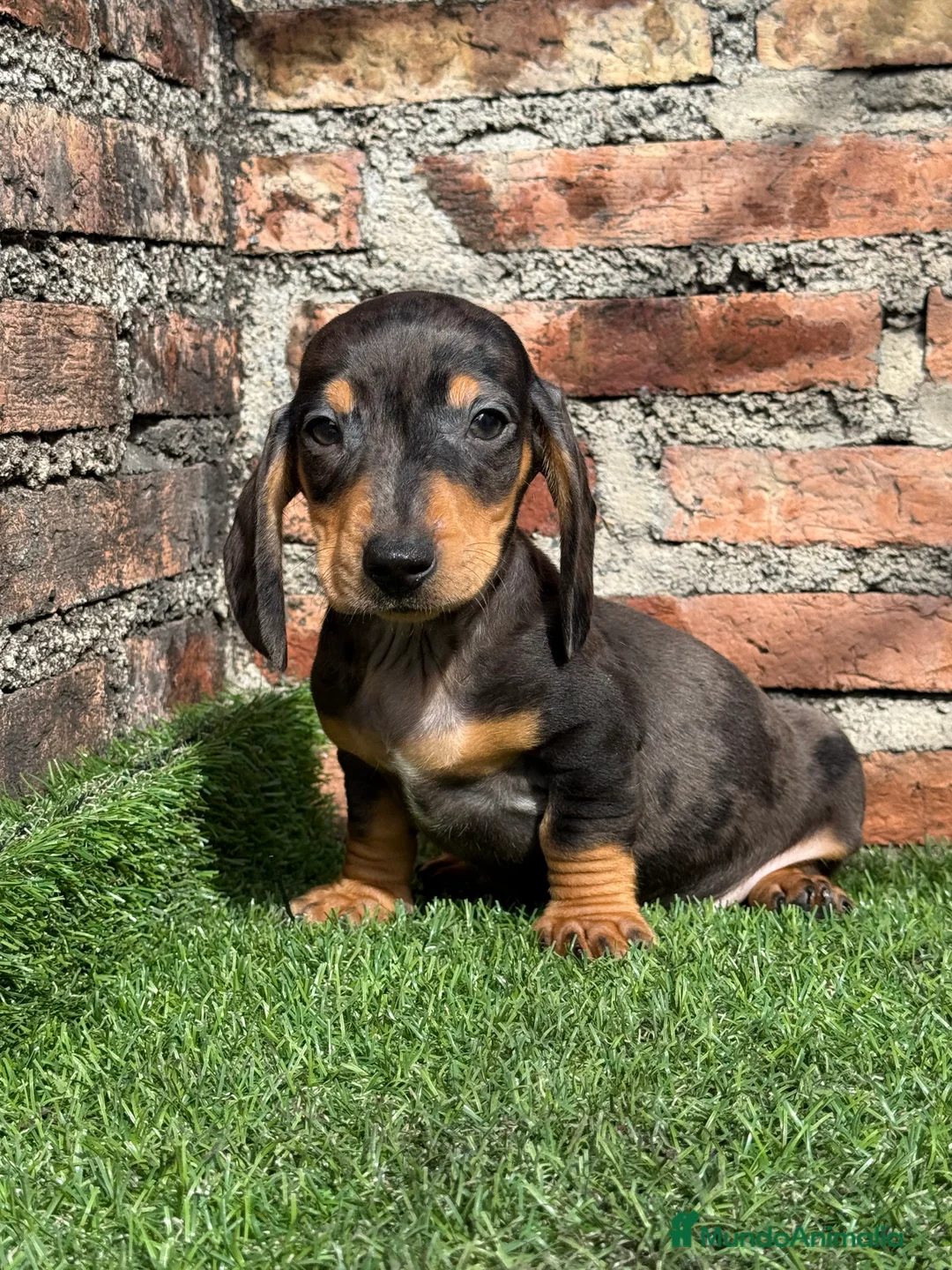 Teckel Miniatura perros en venta: Teckel mini arlequín chocolate disponible  - Anuncio 2
