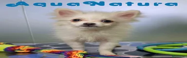Pomerania Hembra de Japi y Pompom 8296