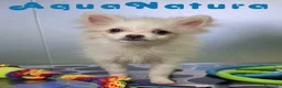 Pomerania perros en venta: Pomerania Hembra 8296 AQUANATURA - Anuncio 6