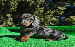 Teckel perros en venta: Teckel Arlequin Plata - Imagen 1